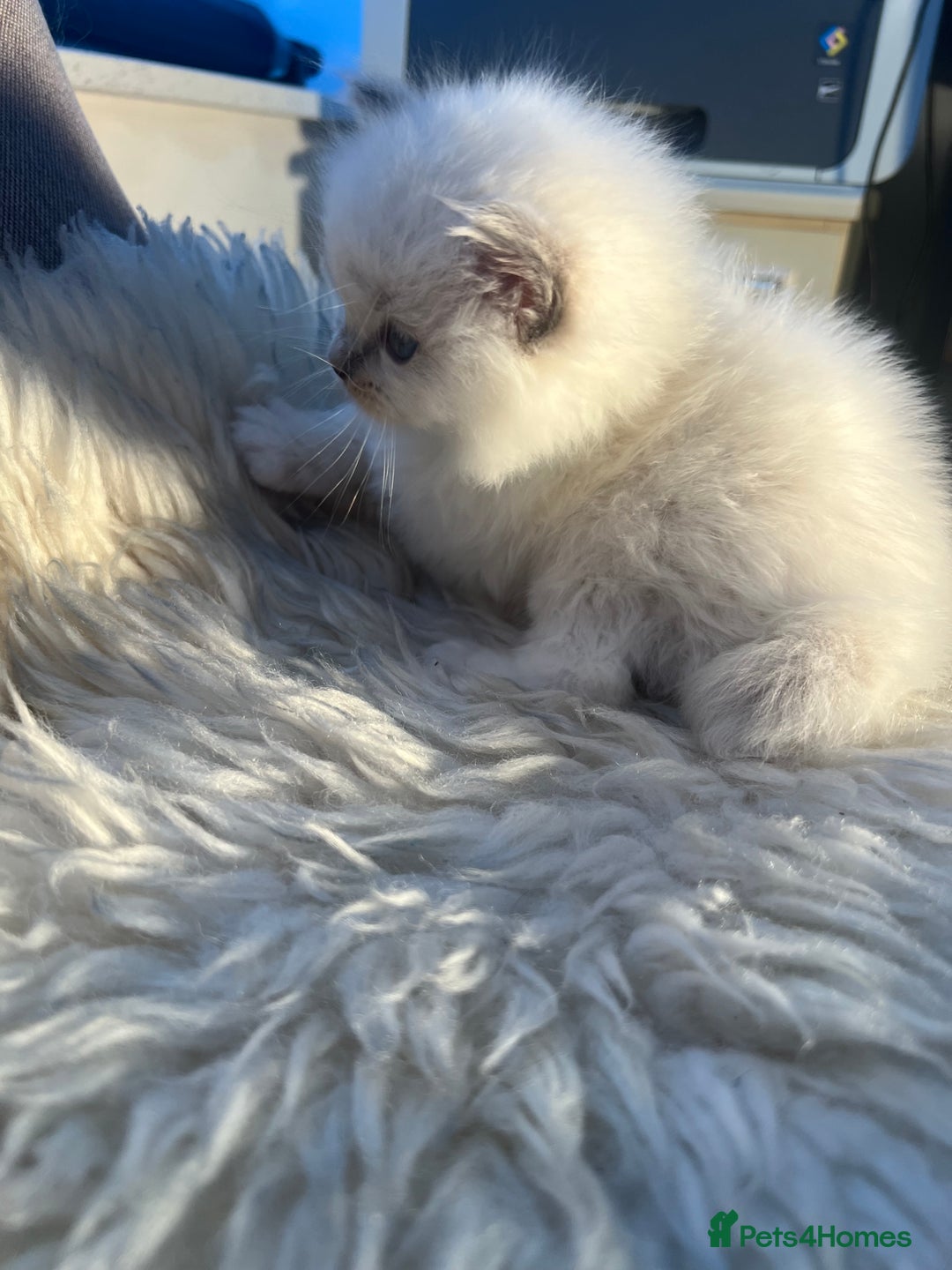 Ragdoll cats for sale: Ragdoll kittens pure breed!!! 😺 - Image 4