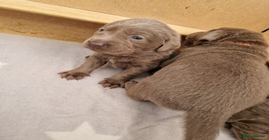 Labrador Retriever dogs - Advert 12