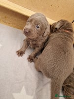 Labrador Retriever dogs - Advert 3