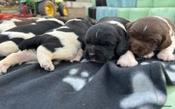 English Springer Spaniel dogs for sale: Gorgeous marked English Springer Spaniel pups  - Image 11