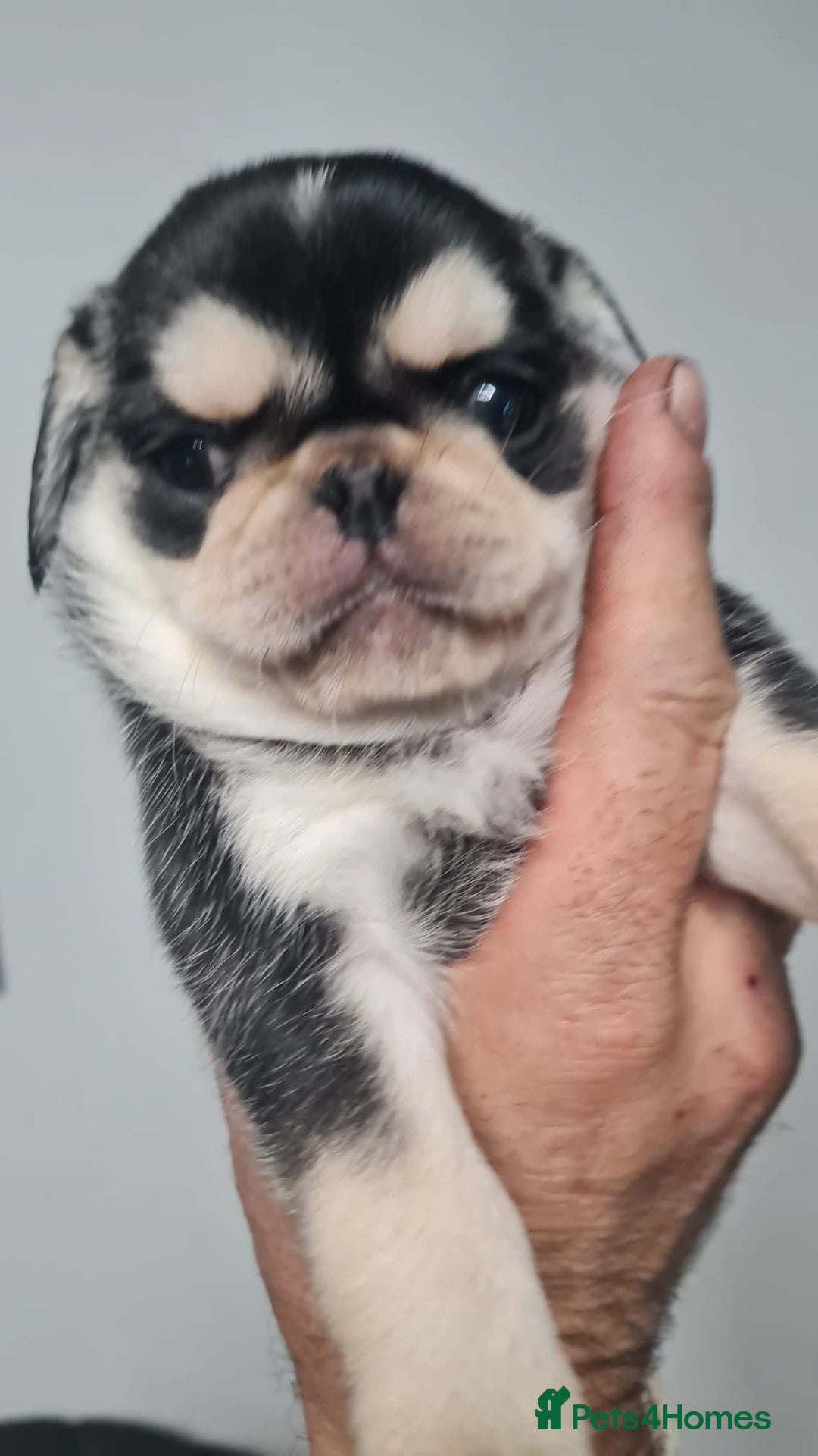 Pug dogs for sale: Pug 1 boy kc  - Advert 28