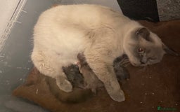 British Shorthair cats for sale: British shorthair kittens  - Image 9
