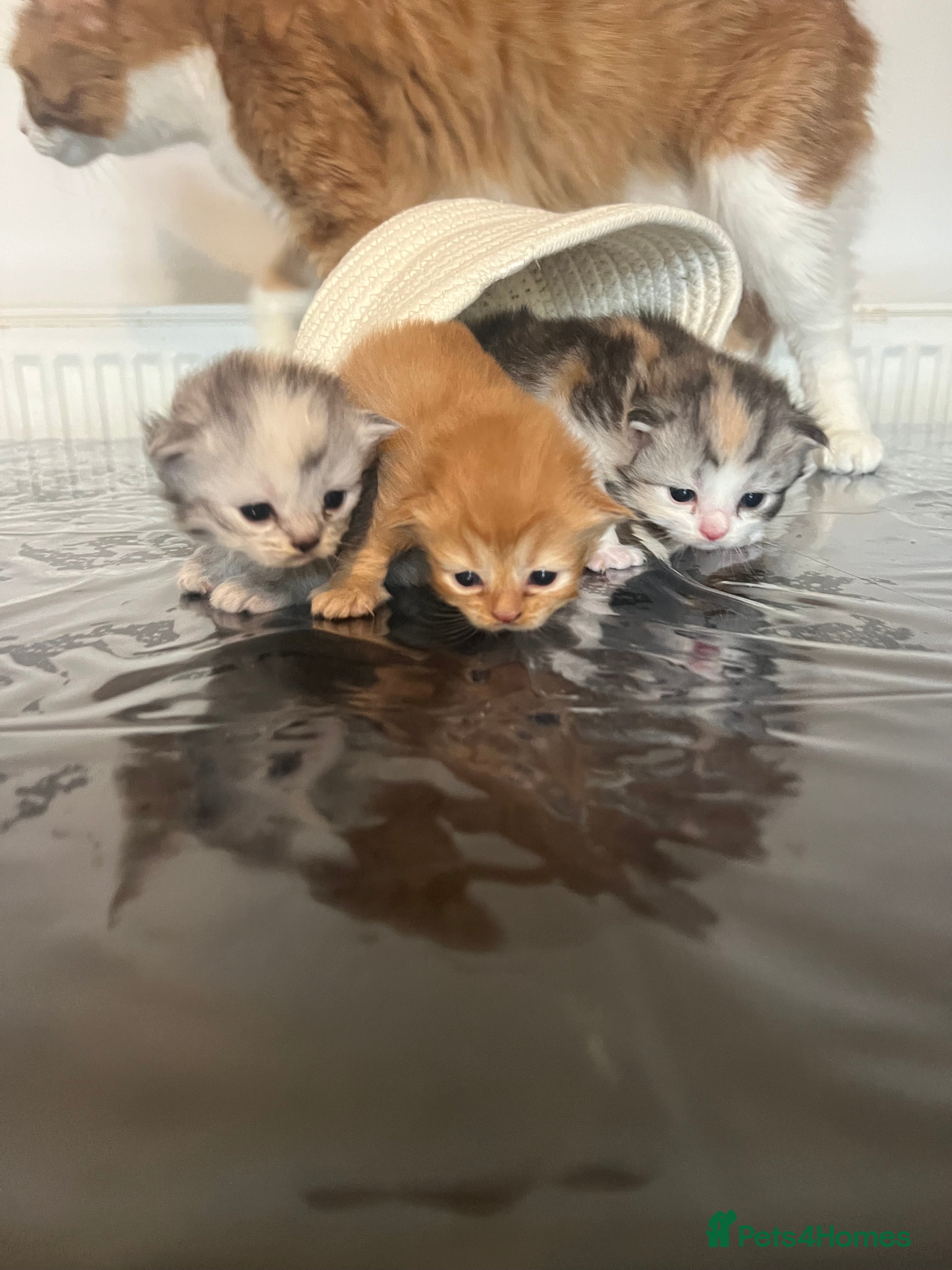 Mixed Breed cats Main coon /persian - Advert 6