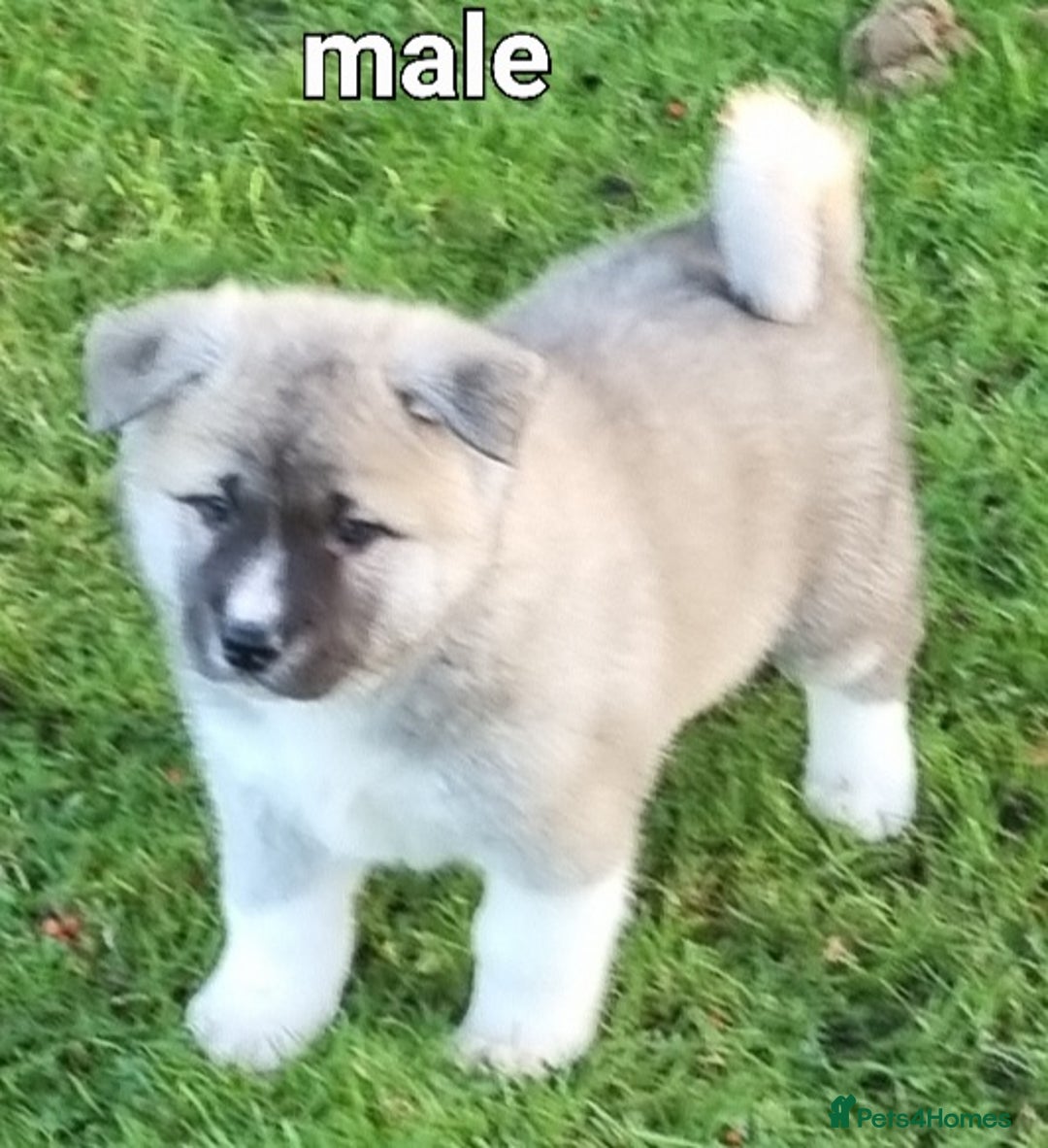 Akita dogs for sale: Akita pups  - Advert 1