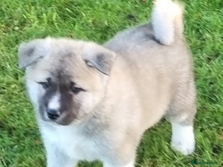 Akita dogs Akita pups - Advert 2