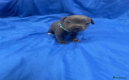 Staffordshire Bull Terrier dogs for sale: Stunning blue Staffordshire bull terrier puppies - Advert 9