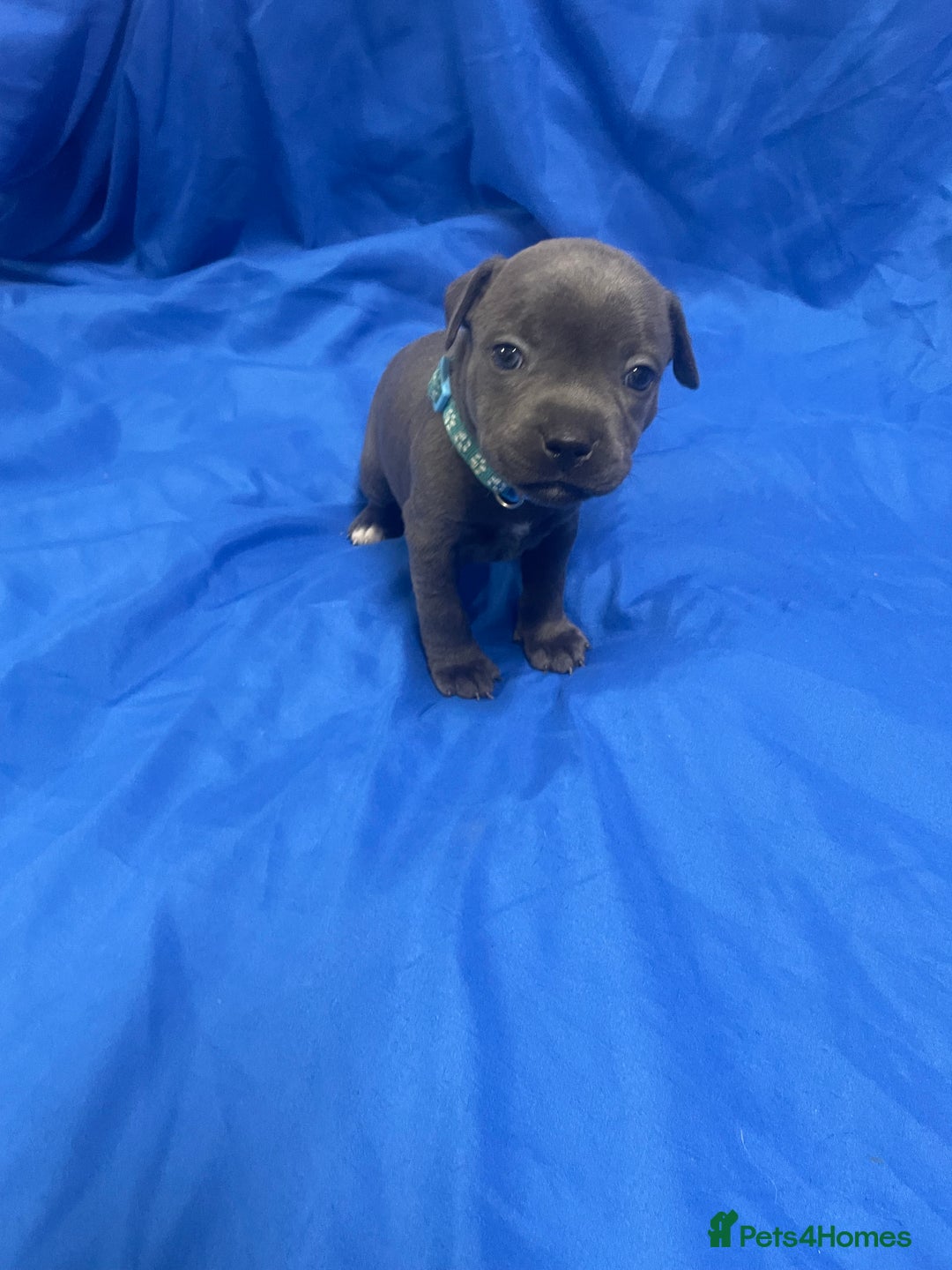 Staffordshire Bull Terrier dogs for sale: Stunning blue Staffordshire bull terrier puppies - Advert 9