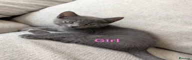 Grey female 