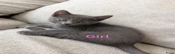 Mixed Breed cats for sale: 4 kittens for sale, ready to go - Advert 3