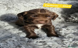 Cocker Spaniel dogs for sale: Exquisite Brown/White Working Cocker Spaniel Pups - Image 14