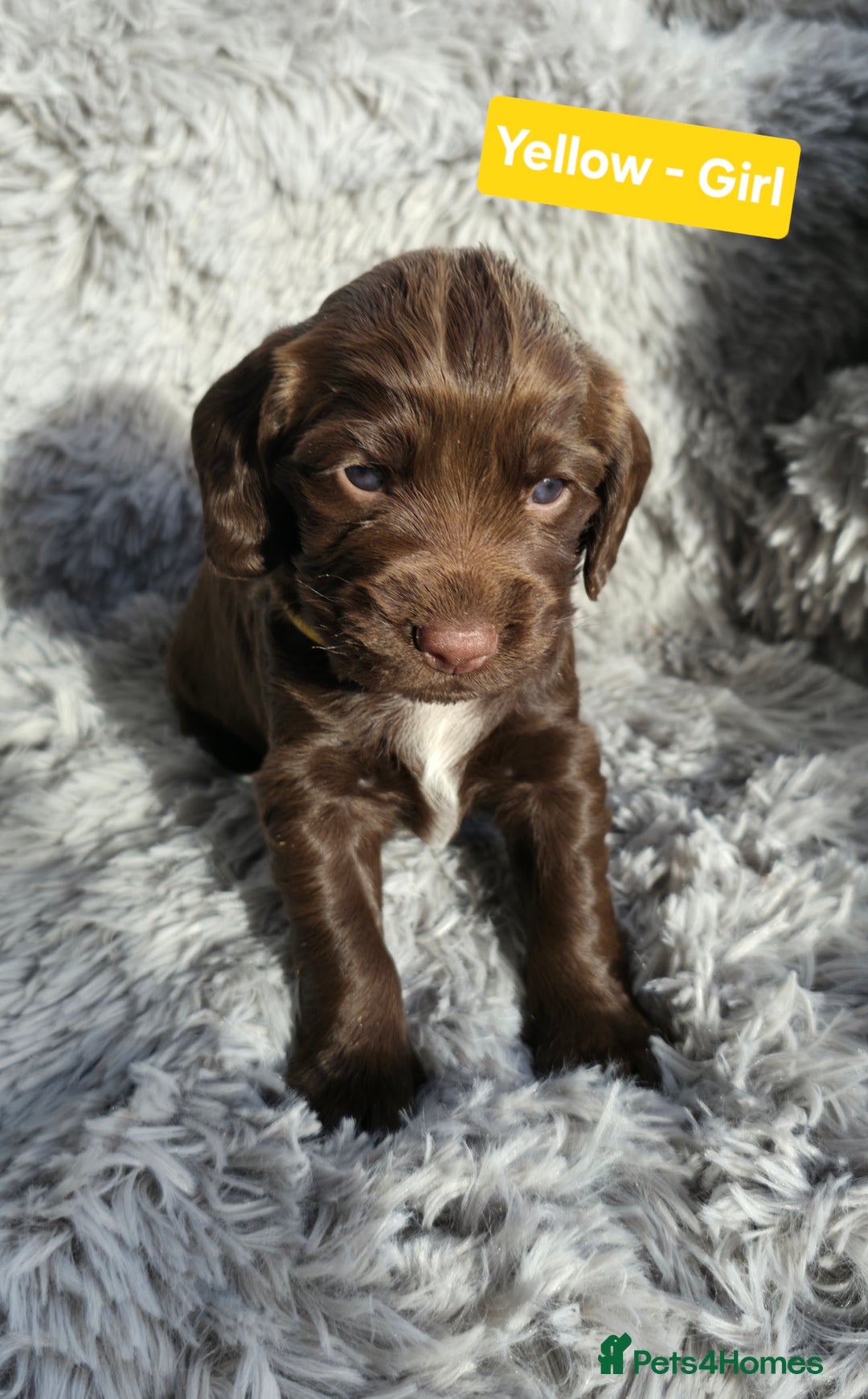 Cocker Spaniel dogs for sale: Exquisite Brown/White Working Cocker Spaniel Pups - Image 14