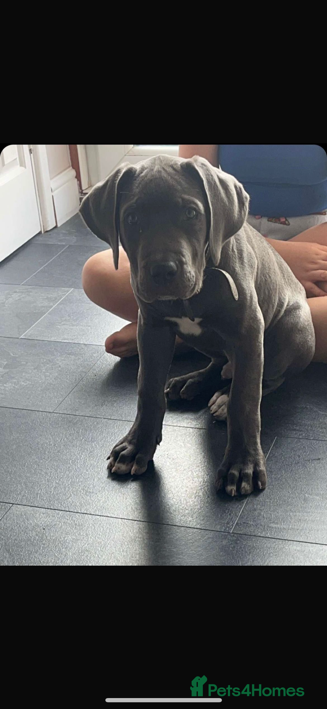Cane Corso dogs for sale: 3 year old cane corso - Advert 8