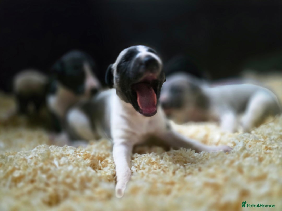 Whippet dogs for sale: Kc reg whippet litter - Image 4