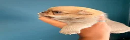 Chihuahua dogs for sale: Stunning Thai chihuahua puppies  - Advert 9
