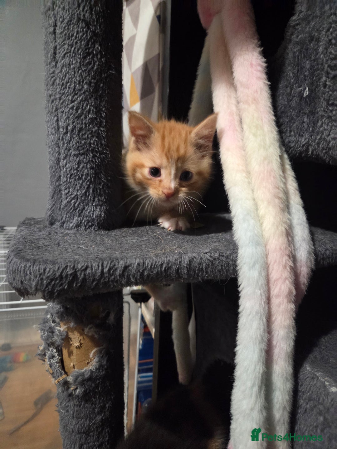 Mixed Breed cats for sale: 3 Gorgeous Male Kittens Looking for Forever Homes - Advert 21