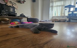 Scottish Fold cats for sale: Only 1 friendly Kitten 😸 left,smart and gentle😸 - Image 12