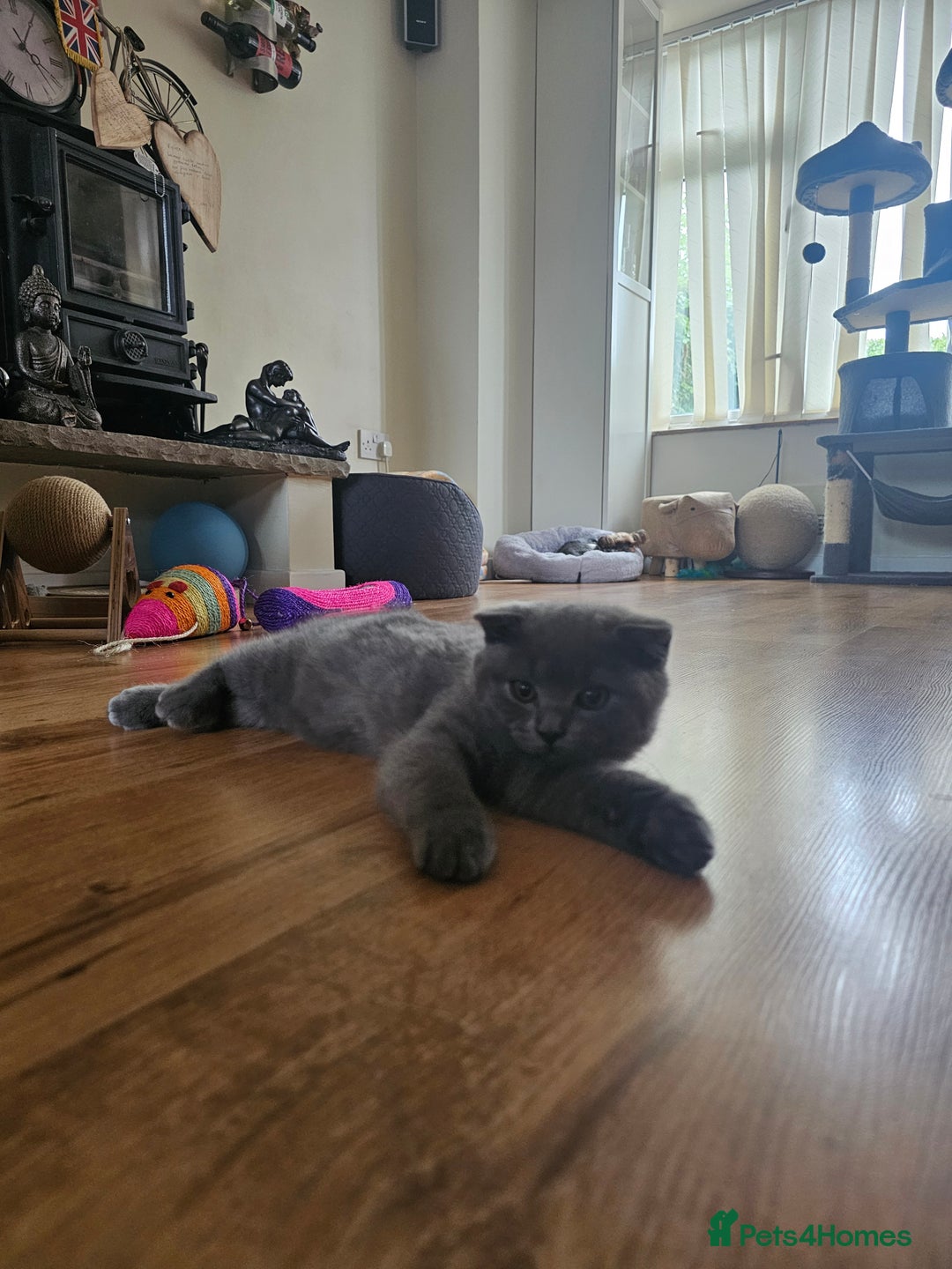 Scottish Fold cats for sale: Only 1 friendly Kitten 😸 left,smart and gentle😸 - Image 12