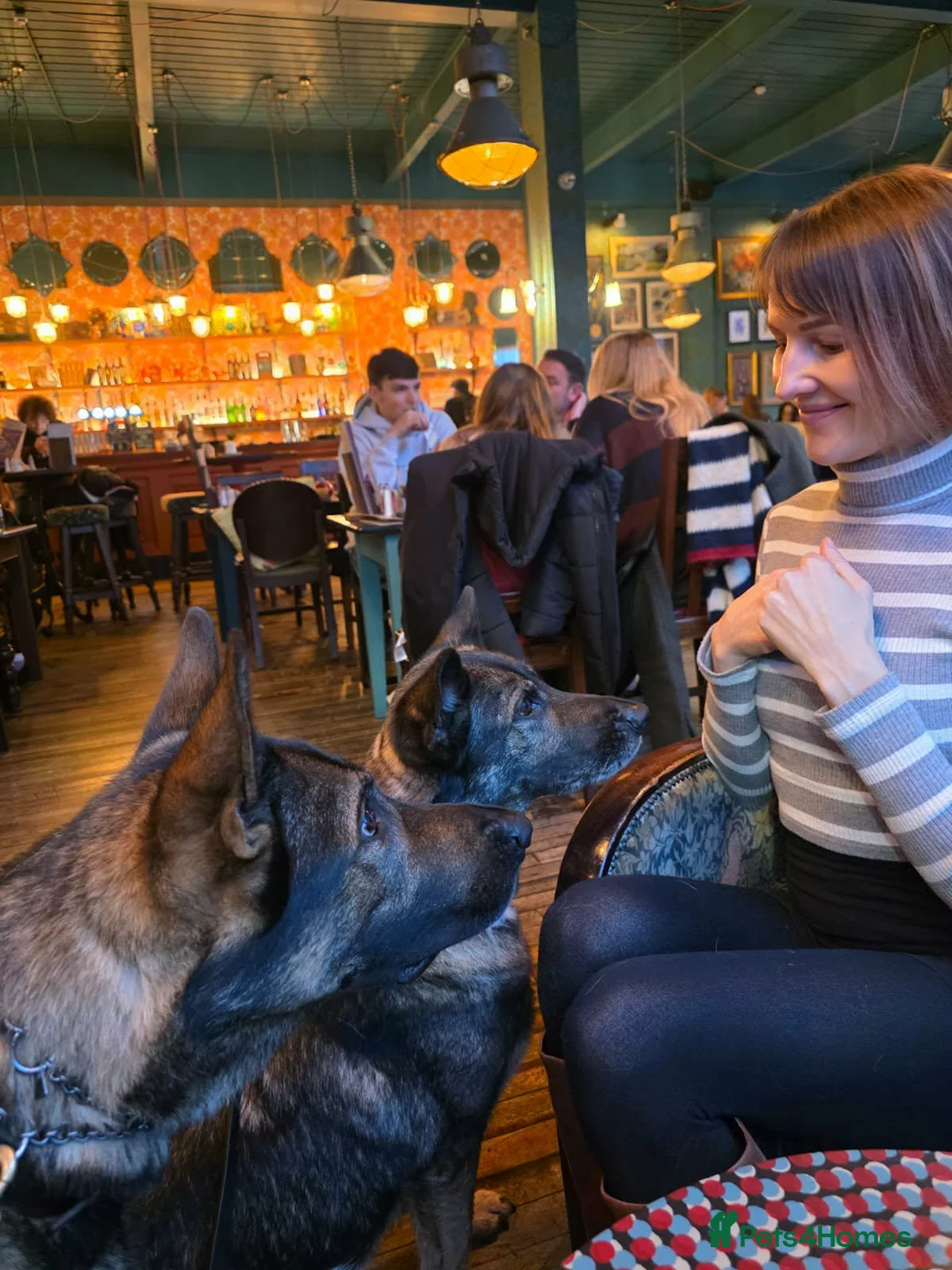 German Shepherd dogs for sale: Czech pedigree puppies from health tested parents in Hinckley - Advert 9