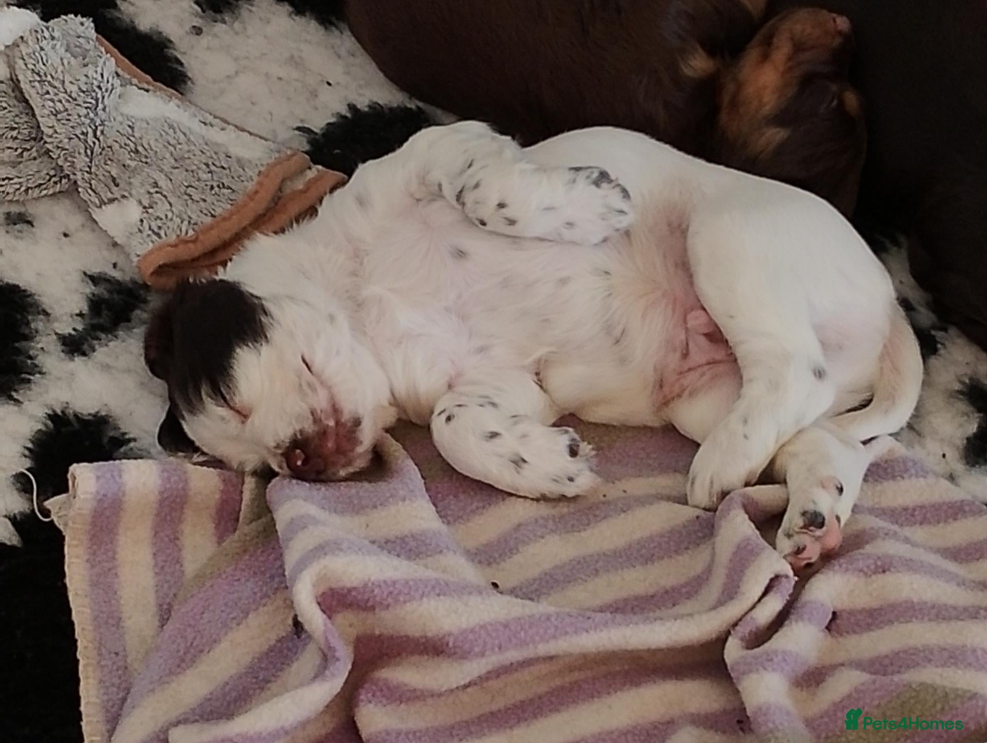 Sprocker dogs A Gorgeous Roan Sprocker Spaniel Puppy - Advert 2