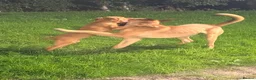 Labrador Retriever dogs for sale: Kennaspire echo wave  - Advert 4