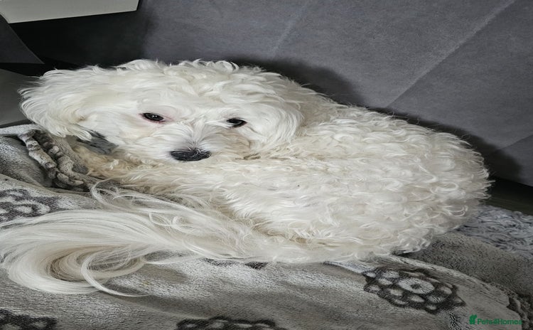 Bichon Frise dogs - Advert 1