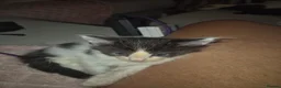 Maine Coon cats for sale: Maine coon baby floofs - Advert 26