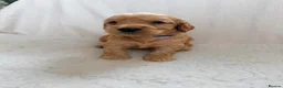 Cockapoo dogs for sale: GorgeousF1 apricot miniature cockapoo puppies  - Advert 12