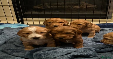 Mixed Breed dogs - Advert 12