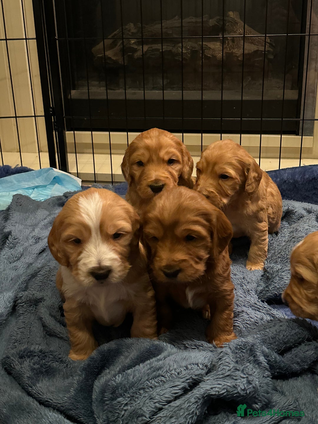 Mixed Breed dogs for sale: Australian Labradoodle puppies - Advert 7