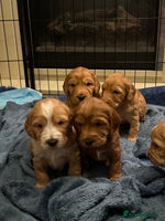 Mixed Breed dogs - Advert 12