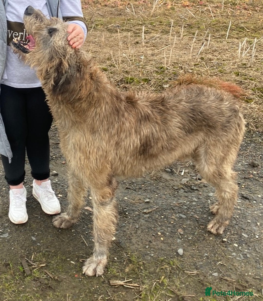 Irish Wolfhound dogs for sale: Irish wolfhound pups  - Advert 3
