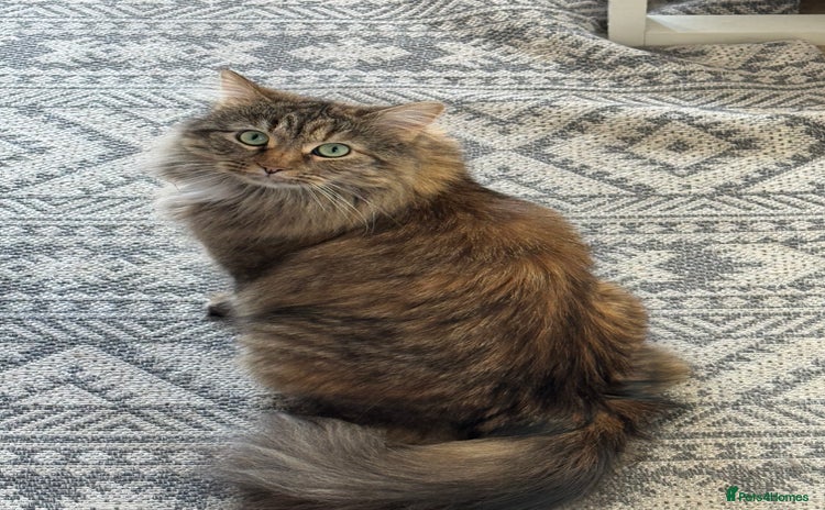 Siberian cats - Advert 2