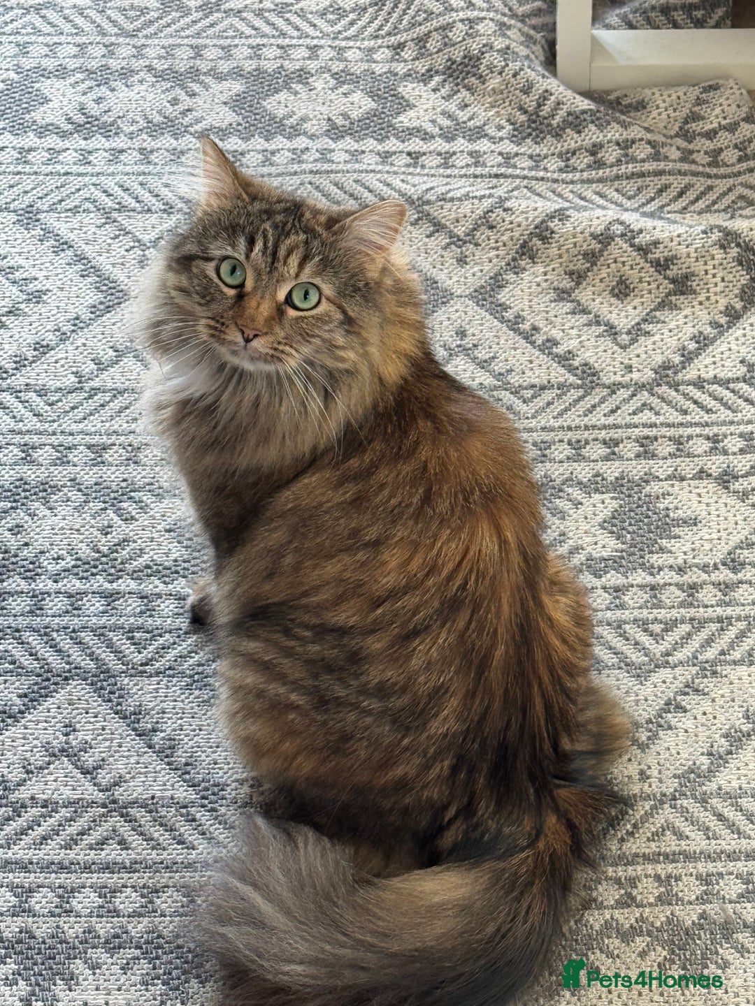 Siberian cats for sale: Siberian female cat neutered microchiped - Image 1