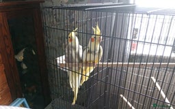 Cockatiels birds for sale: Male and female cockatiels  - Image 6