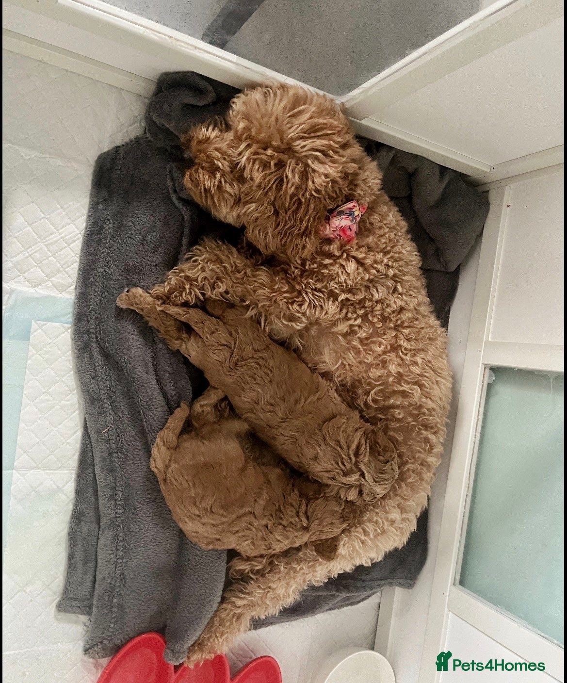 Cockapoo dogs F1b toy cockapoos - Advert 13