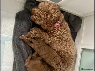 Cockapoo dogs F1b toy cockapoos - Advert 13