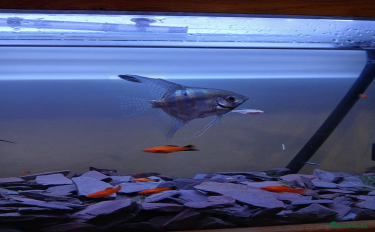 Other/Mixed Breed fish - Advert 1
