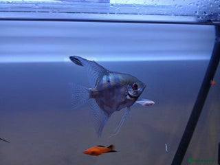 Other/Mixed Breed fish - Advert 24