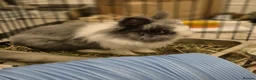 Lionhead rabbits for sale: Bluebell - Advert 8