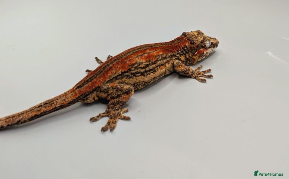 Gecko reptiles Proven red stripe gargoyle gecko male - Advert 2