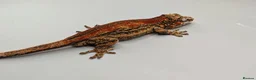 Gecko reptiles for sale: Proven red stripe gargoyle gecko male - Advert 1
