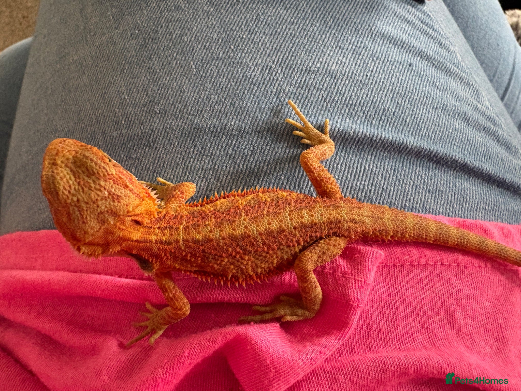 Bearded Dragon reptiles Stunning baby bearded dragonsm - Advert 17