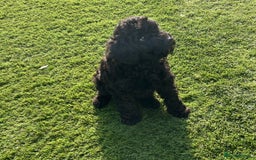 Toy Poodle dogs for sale: Toy poodles - Image 6