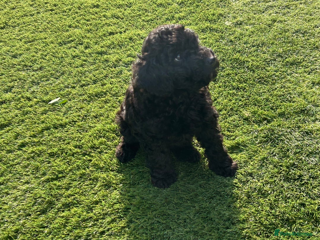 Toy Poodle dogs for sale: Toy poodles - Image 6