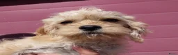 Jackapoo dogs for sale: Fluffy Jackapoo × Cavalier King Charles Puppy in Chichester - Advert 11