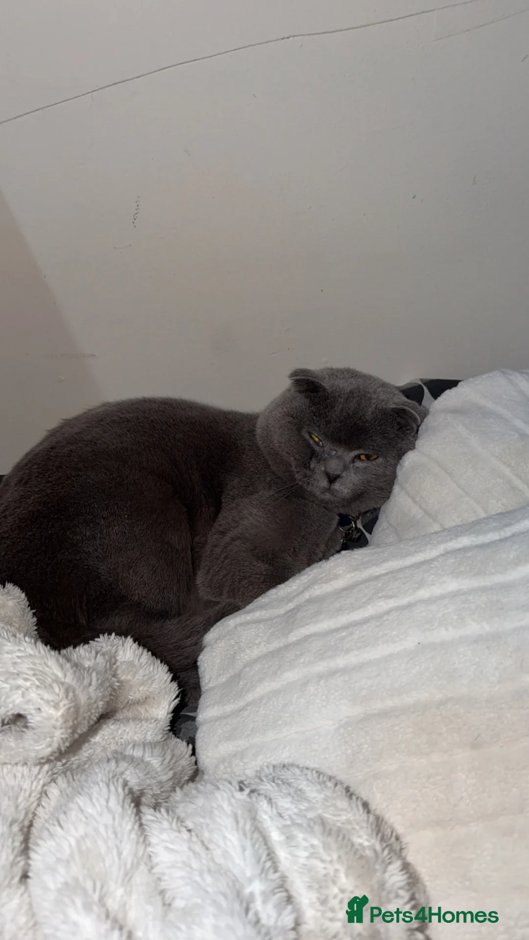 Scottish Fold cats for sale: Scottish Fold Male 🐾 - Advert 2