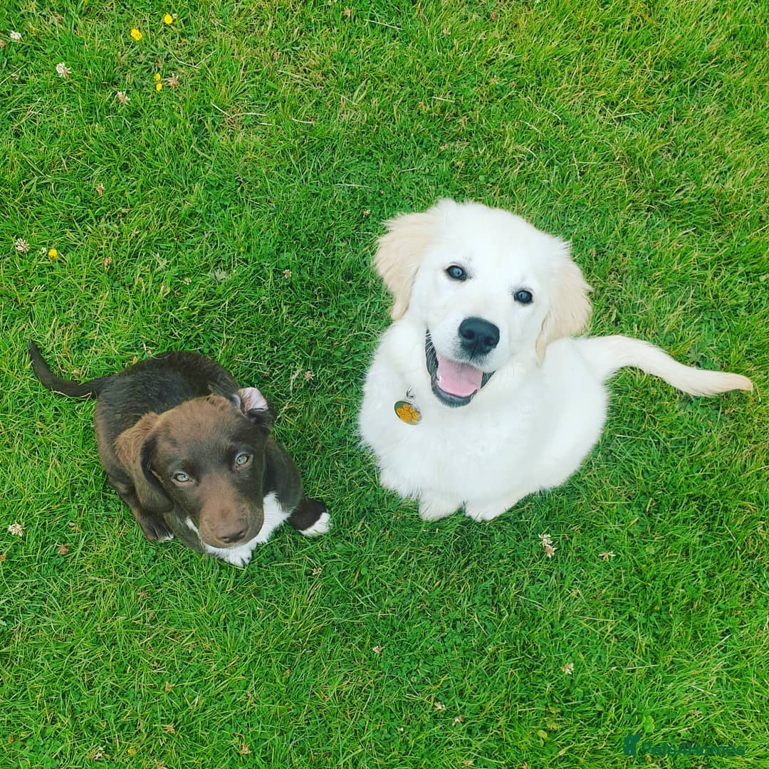 Golden Retriever dogs for sale: Golden Retriever Sunny Seeking A New Home  - Advert 4