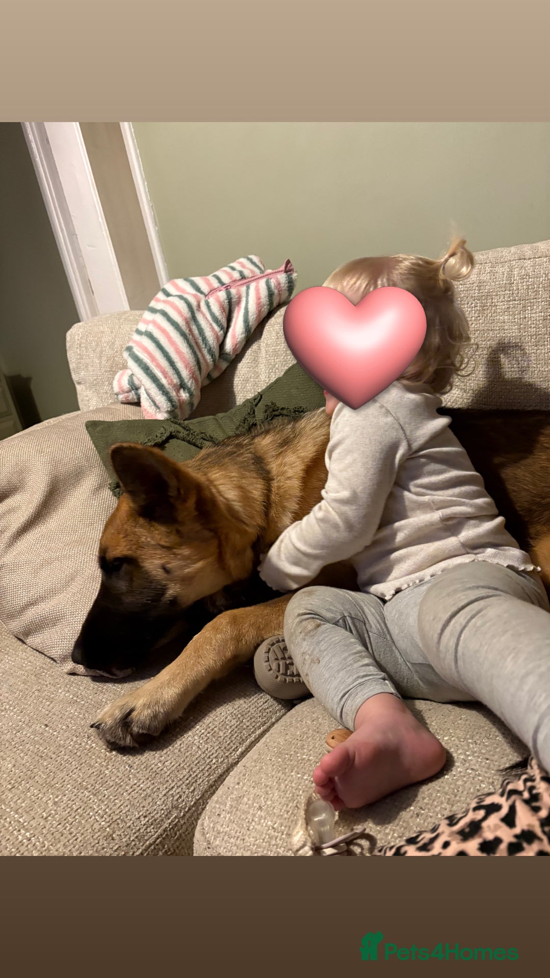 German Shepherd dogs for sale: Skye German shepherd  - Advert 2