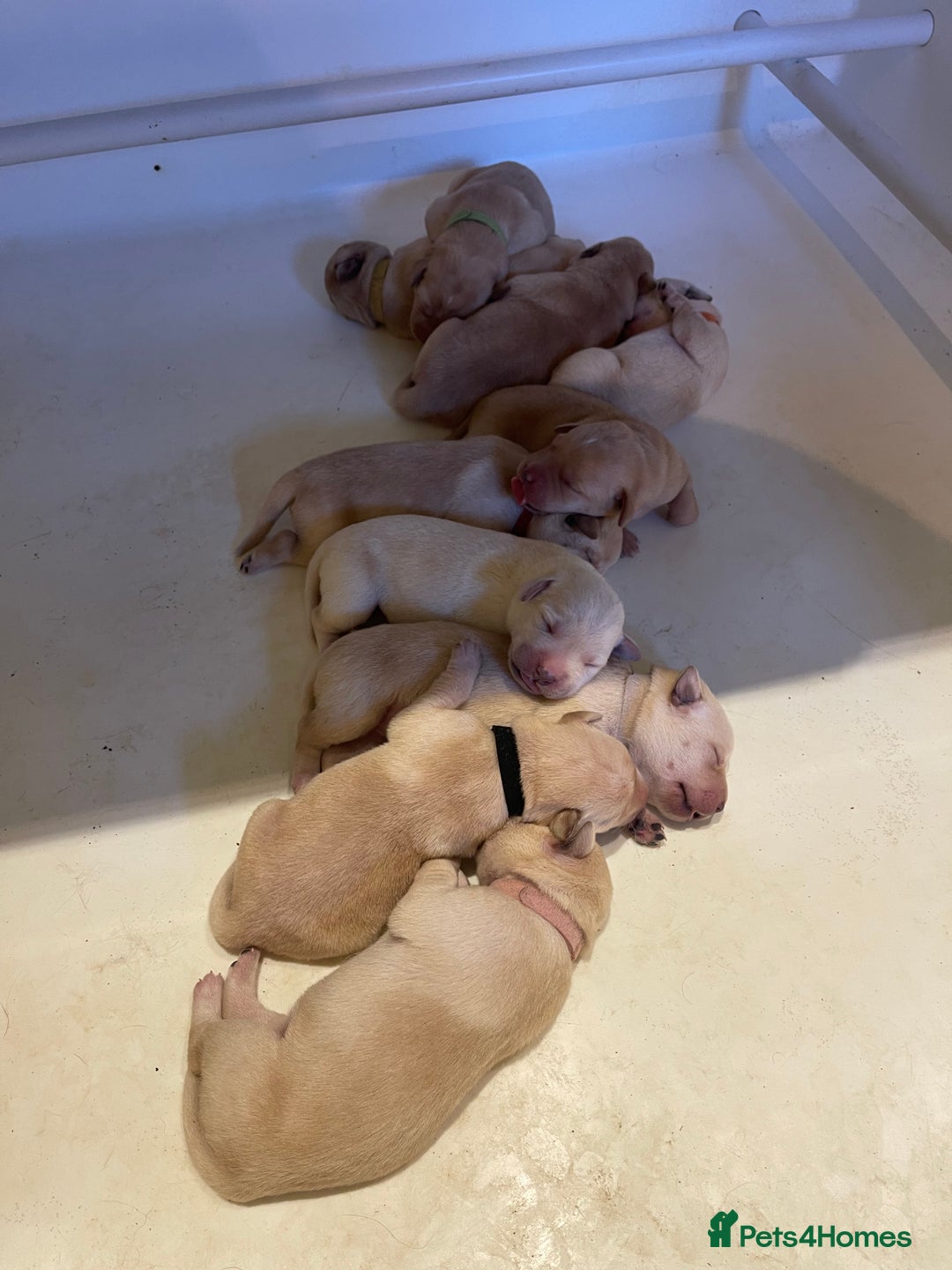 Labrador Retriever dogs for sale: Beautiful KC pure pedigree Labrador puppies - Image 2