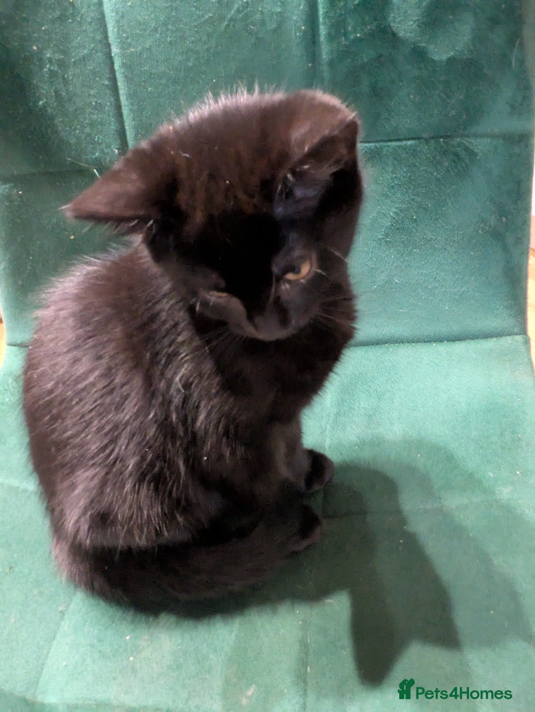 Bengal cats for sale: Bengal x American Maine Coon - Ready To Go!  - Advert 16